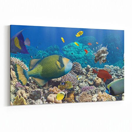 Olla 12098Y Akvaryum / Balık Görseli Yatay Kanvas Tablo (Ölçü: 150X100)
