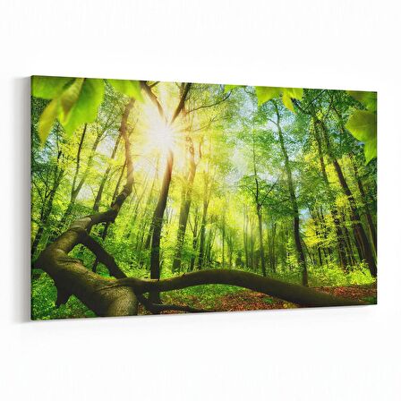 Olla 14313Y Doğa / Manzara Görseli Yatay Kanvas Tablo (Ölçü: 90X60)