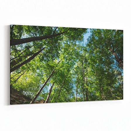 Olla 10991Y Ağaç Görseli Yatay Kanvas Tablo (Ölçü: 45X30)