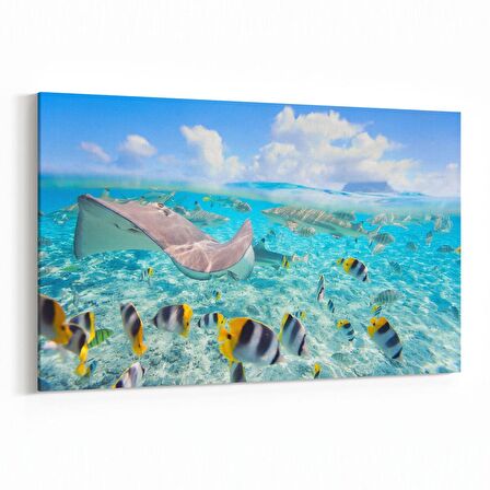 Olla 12066Y Akvaryum / Balık Görseli Yatay Kanvas Tablo (Ölçü: 30X20)