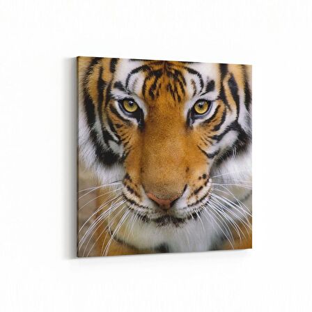 Olla 12517K Hayvanlar Alemi Görseli Kare Kanvas Tablo (Ölçü: 25X25)