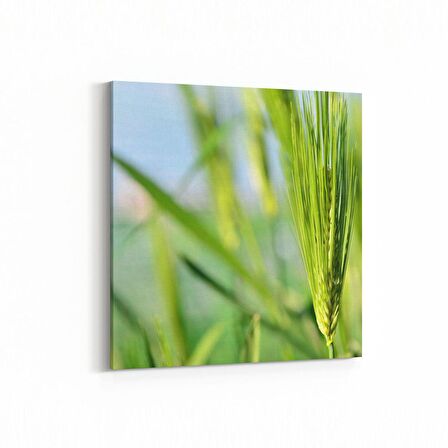 Olla 14299K Doğa / Manzara Görseli Kare Kanvas Tablo (Ölçü: 25X25)