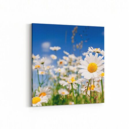 Olla 13544K Doğa / Manzara Görseli Kare Kanvas Tablo (Ölçü: 25X25)