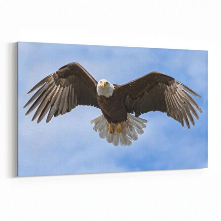 Olla 12652Y Hayvanlar Alemi Görseli Yatay Kanvas Tablo (Ölçü: 150X100)