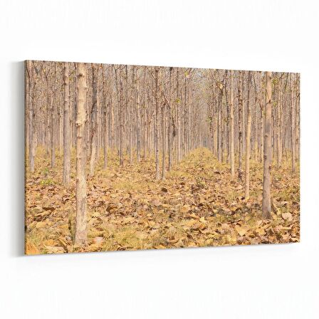 Olla 14460Y Doğa / Manzara Görseli Yatay Kanvas Tablo (Ölçü: 30X20)