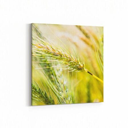 Olla 13670K Doğa / Manzara Görseli Kare Kanvas Tablo (Ölçü: 60X60)