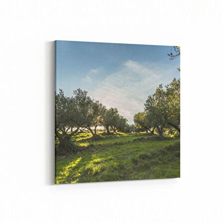 Olla 14244K Doğa / Manzara Görseli Kare Kanvas Tablo (Ölçü: 60X60)