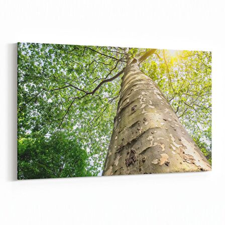 Olla 10485Y Ağaç Görseli Yatay Kanvas Tablo (Ölçü: 90X60)