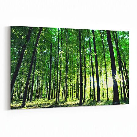 Olla 13364Y Doğa / Manzara Görseli Yatay Kanvas Tablo (Ölçü: 30X20)