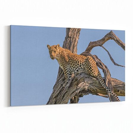 Olla 12466Y Hayvanlar Alemi Görseli Yatay Kanvas Tablo (Ölçü: 150X100)