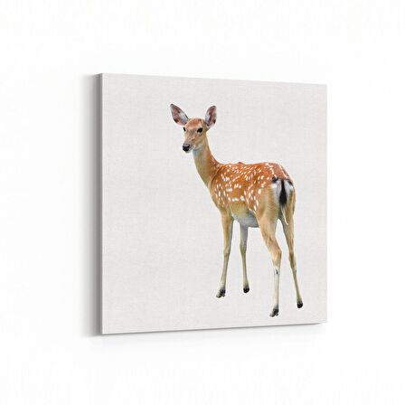 Olla 12516K Hayvanlar Alemi Görseli Kare Kanvas Tablo (Ölçü: 100X100)