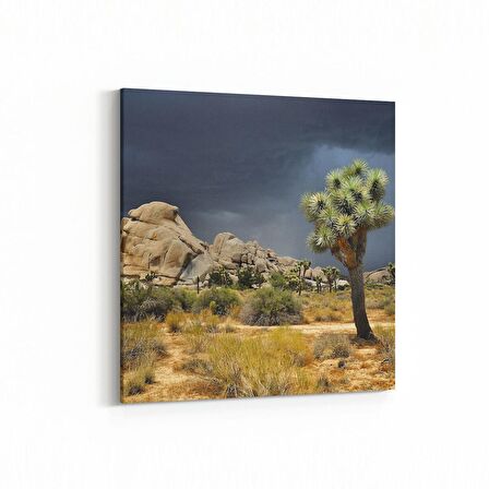 Olla 14571K Doğa / Manzara Görseli Kare Kanvas Tablo (Ölçü: 25X25)