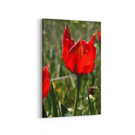 Olla 14225D Doğa / Manzara Görseli Dikey Kanvas Tablo (Ölçü: 100X150)