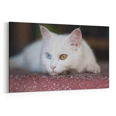 Olla 12578Y Hayvanlar Alemi Görseli Yatay Kanvas Tablo (Ölçü: 120X80)