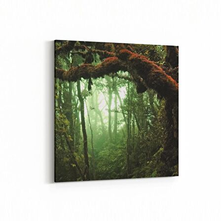 Olla 13514K Doğa / Manzara Görseli Kare Kanvas Tablo (Ölçü: 30X30)