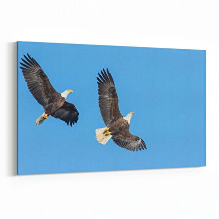 Olla 12642Y Hayvanlar Alemi Görseli Yatay Kanvas Tablo (Ölçü: 90X60)