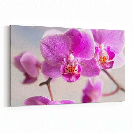 Olla 11728Y Orkide Çiçek Görseli Yatay Kanvas Tablo (Ölçü: 150X100)