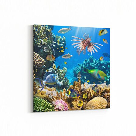 Olla 12206K Akvaryum / Balık Görseli Kare Kanvas Tablo (Ölçü: 30X30)
