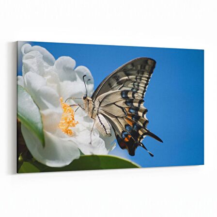 Olla 12544Y Hayvanlar Alemi Görseli Yatay Kanvas Tablo (Ölçü: 30X20)