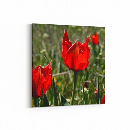 Olla 14225K Doğa / Manzara Görseli Kare Kanvas Tablo (Ölçü: 30X30)