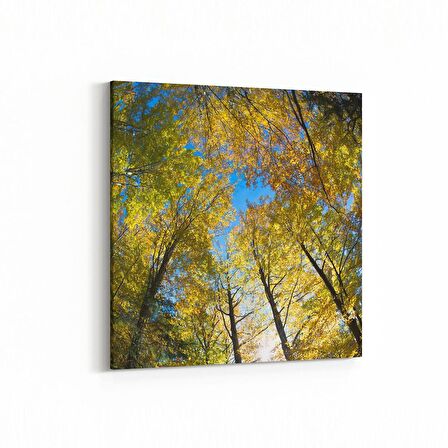 Olla 10883K Ağaç Görseli Kare Kanvas Tablo (Ölçü: 25X25)