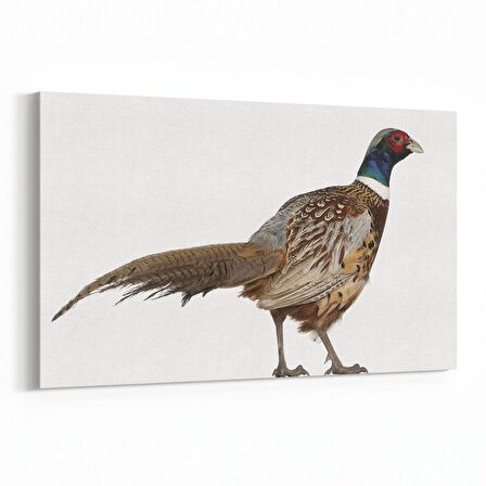 Olla 12461Y Hayvanlar Alemi Görseli Yatay Kanvas Tablo (Ölçü: 45X30)