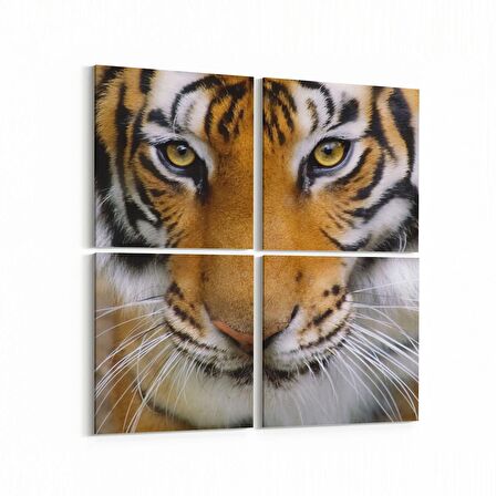 Olla 12517K4 Hayvanlar Alemi Görseli Kare 4'lü Kanvas Tablo (Ölçü: 145X145)