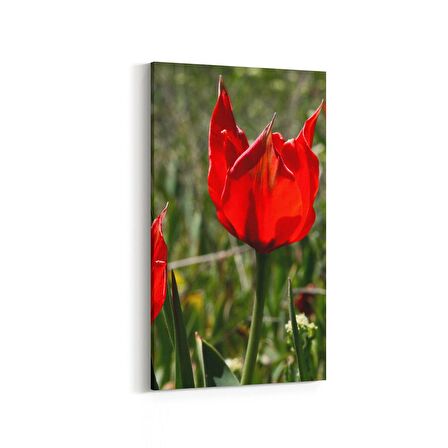 Olla 14225DD Doğa / Manzara Görseli Dikey Dar Kanvas Tablo (Ölçü: 40X80)