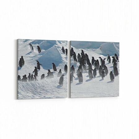 Olla 12683K2Y Hayvanlar Alemi Görseli Kare 2'li Yatay Kanvas Tablo (Ölçü: 105X50)