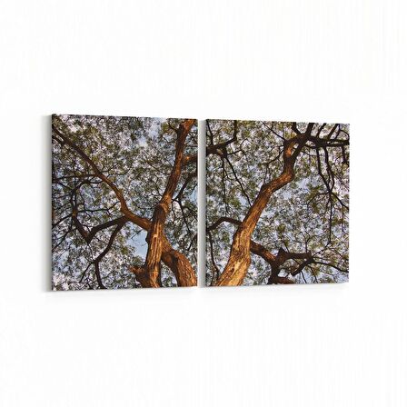 Olla 11061K2Y Ağaç Görseli Kare 2'li Yatay Kanvas Tablo (Ölçü: 85X40)