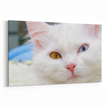 Olla 12636Y Hayvanlar Alemi Görseli Yatay Kanvas Tablo (Ölçü: 120X80)