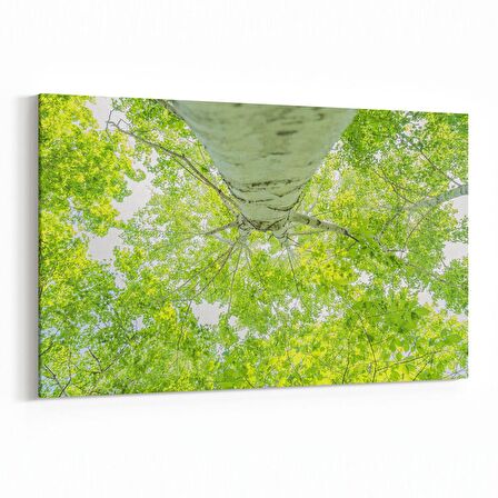Olla 10942Y Ağaç Görseli Yatay Kanvas Tablo (Ölçü: 45X30)