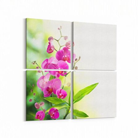 Olla 11685K4 Orkide Çiçek Görseli Kare 4'lü Kanvas Tablo (Ölçü: 65X65)