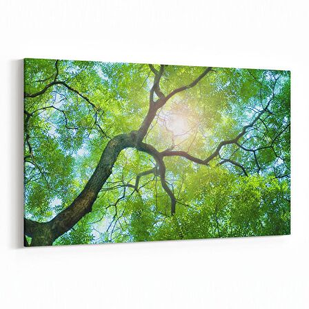 Olla 11055Y Ağaç Görseli Yatay Kanvas Tablo (Ölçü: 120X80)