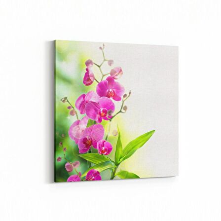 Olla 11685K Orkide Çiçek Görseli Kare Kanvas Tablo (Ölçü: 25X25)
