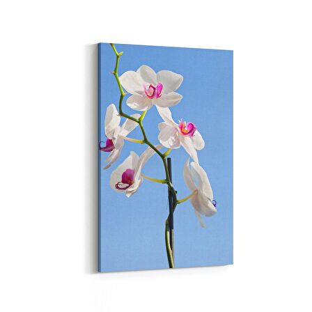Olla 11747D Orkide Çiçek Görseli Dikey Kanvas Tablo (Ölçü: 60X90)