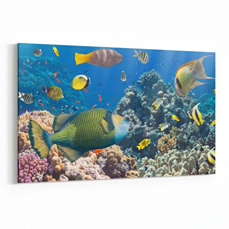 Olla 12099Y Akvaryum / Balık Görseli Yatay Kanvas Tablo (Ölçü: 30X20)