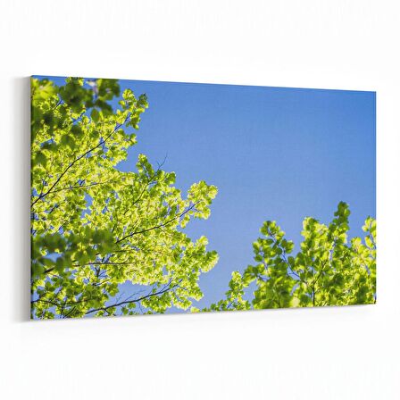 Olla 10690Y Ağaç Görseli Yatay Kanvas Tablo (Ölçü: 45X30)