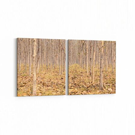 Olla 14460K2Y Doğa / Manzara Görseli Kare 2'li Yatay Kanvas Tablo (Ölçü: 105X50)