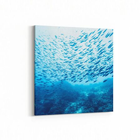 Olla 12081K Akvaryum / Balık Görseli Kare Kanvas Tablo (Ölçü: 25X25)