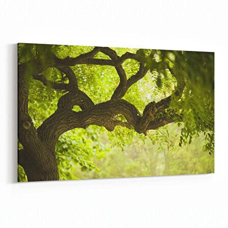 Olla 14049Y Doğa / Manzara Görseli Yatay Kanvas Tablo (Ölçü: 45X30)