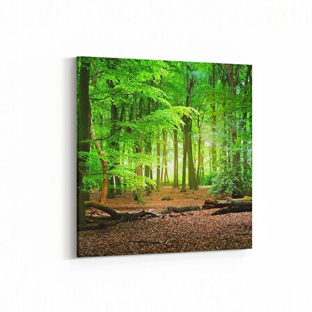 Olla 13851K Doğa / Manzara Görseli Kare Kanvas Tablo (Ölçü: 30X30)