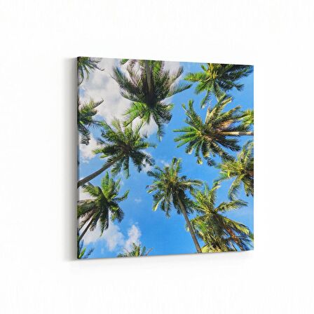 Olla 11504K Palmiye Ağacı Görseli Kare Kanvas Tablo (Ölçü: 60X60)