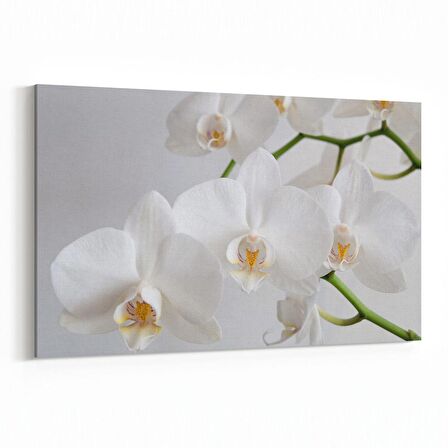 Olla 11723Y Orkide Çiçek Görseli Yatay Kanvas Tablo (Ölçü: 150X100)