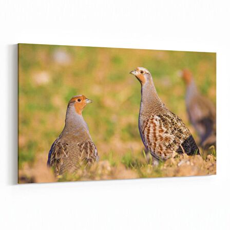 Olla 12649Y Hayvanlar Alemi Görseli Yatay Kanvas Tablo (Ölçü: 150X100)