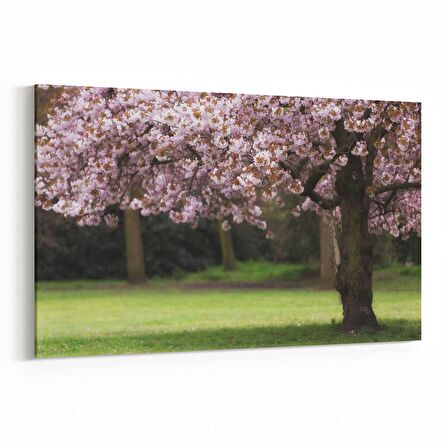 Olla 13444Y Doğa / Manzara Görseli Yatay Kanvas Tablo (Ölçü: 90X60)