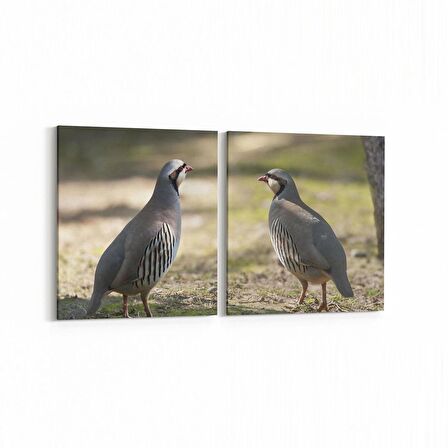 Olla 12657K2Y Hayvanlar Alemi Görseli Kare 2'li Yatay Kanvas Tablo (Ölçü: 65X30)