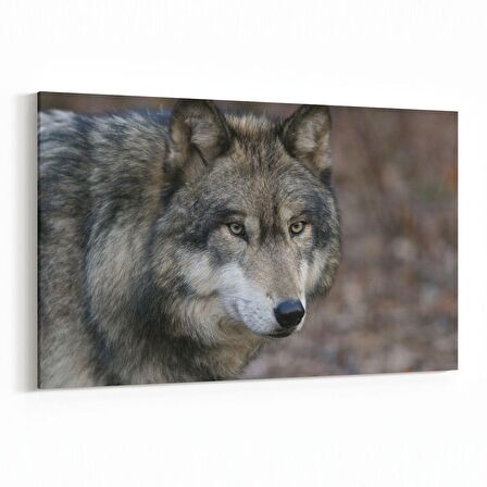 Olla 12585Y Hayvanlar Alemi Görseli Yatay Kanvas Tablo (Ölçü: 30X20)