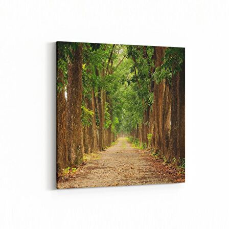 Olla 13350K Doğa / Manzara Görseli Kare Kanvas Tablo (Ölçü: 60X60)