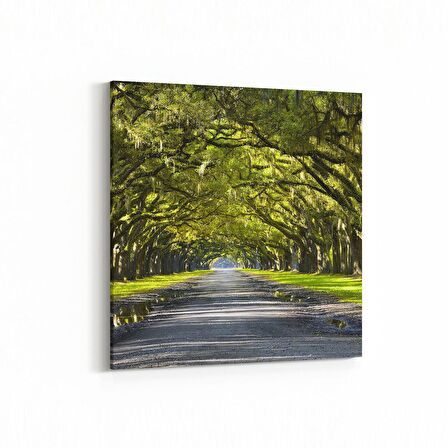 Olla 13976K Doğa / Manzara Görseli Kare Kanvas Tablo (Ölçü: 25X25)